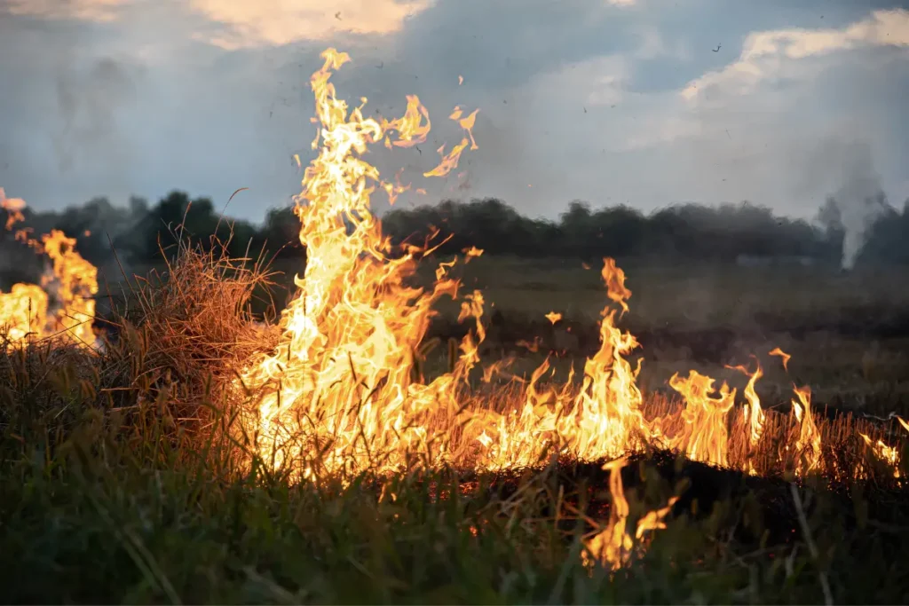 incendio forestal salud mental